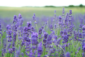 Blooming Purple Lavender Fields Wallpaper