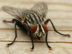 Blow Fly Wallpaper