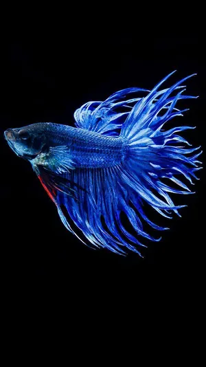 Blue Betta Fish Wallpaper