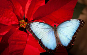 Blue Butterfly Poinsettia Wallpaper