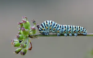 Blue Caterpillar On A Flower Wallpaper