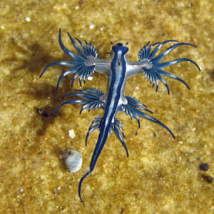 Blue Dragon Sea Slug On Sandy Bottom Wallpaper