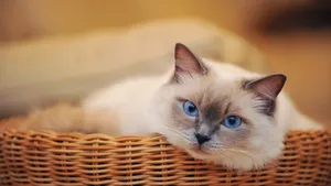 Blue Eyed Catin Basket.jpg Wallpaper