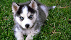 Blue-eyed Husky Puppy Wallpaper