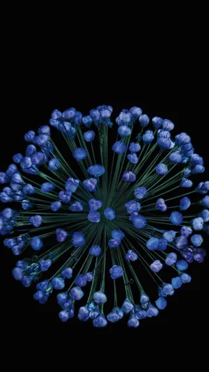 Blue Flower Burston Black Background Wallpaper