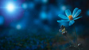 Blue Flower Desktop Butterfly Wallpaper