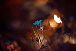 Blue Flower Shallow Photography Wallpaper