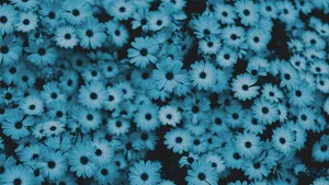 Blue Flowers Space Aesthetic Wallpaper