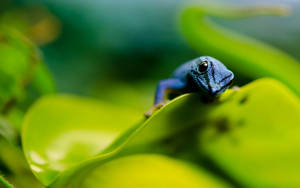 Blue Gecko With Black Lines Wallpaper