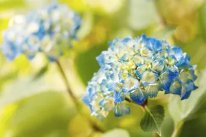 Blue Hydrangea Flowers Wallpaper