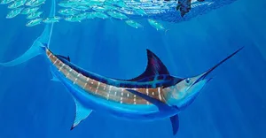 Blue Marlin Underwater Artwork Wallpaper
