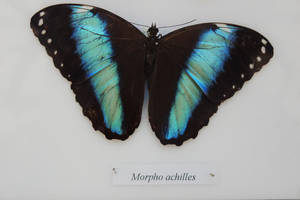 Blue Morpho Butterfly Wallpaper