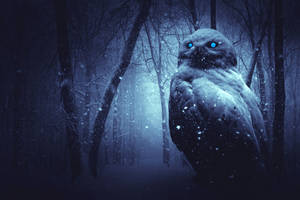 Blue Owl Scary Eyes Wallpaper