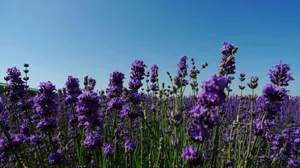 Blue Sky Above Lavender Desktop Wallpaper