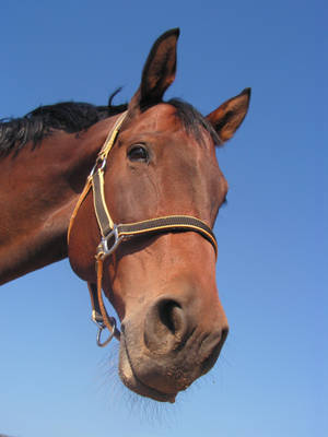 Blue Sky Horse Iphone Wallpaper