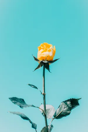 Blue Sky Yellow Rose Aesthetic Wallpaper