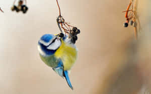 Blue Tit Hanging From Branch.jpg Wallpaper