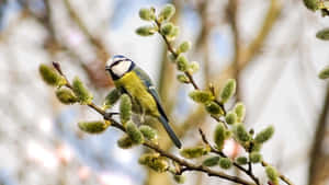 Blue Titmouseon Willow Branch.jpg Wallpaper