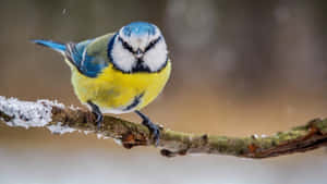 Blue Titon Snowy Branch.jpg Wallpaper