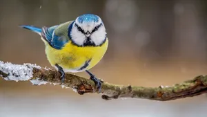Blue Titon Snowy Branch.jpg Wallpaper