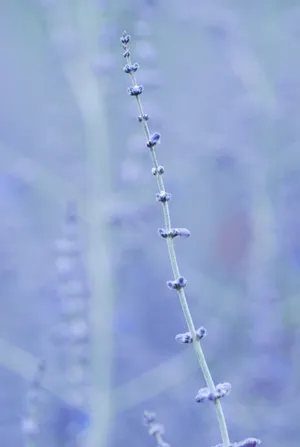 Blue Velvet Flowers Wallpaper