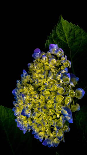 Blue Yellow Hydrangeas Flower Phone Background Wallpaper