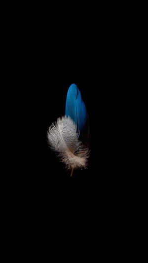Blueand White Featheron Black Background Wallpaper