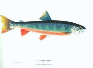 Blueback Trout Wallpaper