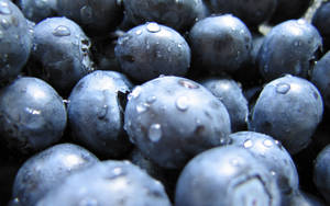 Blueberry Harvest Time Wallpaper