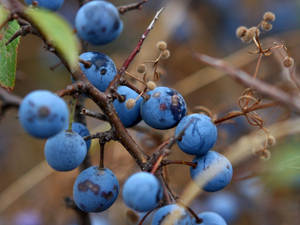 Blueberry On Branches Wallpaper