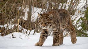 Bobcatin Snow Walk Wallpaper