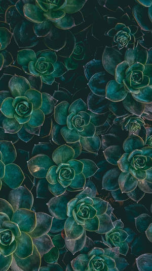 Boho Green Succulent Wallpaper