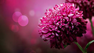 Bokeh Lights And Cute Pink Flower Wallpaper