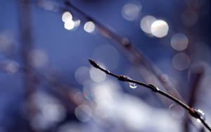 Bokeh Plant Closeup Wallpaper