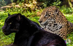 Bold Black Leopard Stalks Its Prey Wallpaper