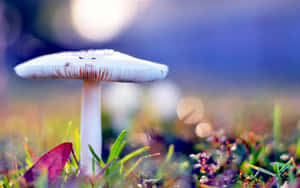 Bonnet Mushroom Fungus Colorful Plants Wallpaper