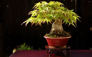 Bonsai Tree Formal Upright Style Plant Photography Wallpaper