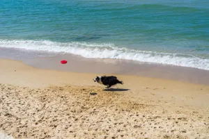 Border Collie Playing Frisbee Wallpaper