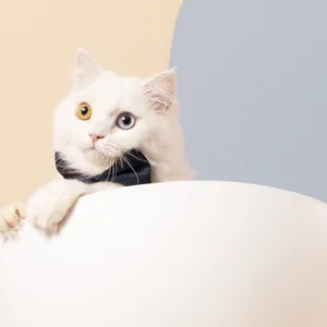 Boss Cat With Colored Eyes Wallpaper