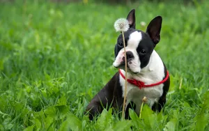 Boston Terrier Dog In The Grass Wallpaper
