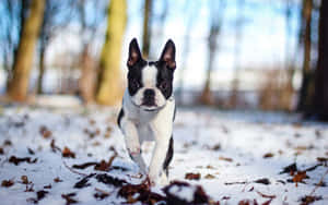 Boston Terrier Walking Snow Forest Wallpaper