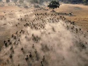 Botswana Buffalo Stampede Wallpaper