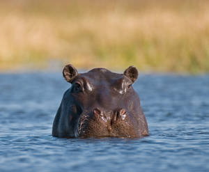 Botswana Hippopotamus In Water Wallpaper
