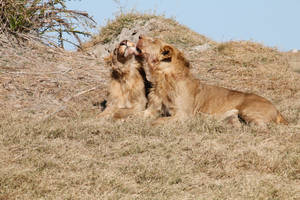 Botswana Lions Nuzzling Wallpaper