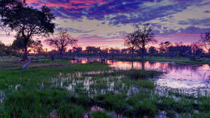 Botswana Marshland Against Pink Skies Wallpaper