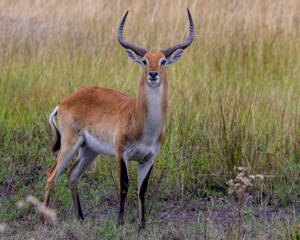 Botswana Red Lechwe Wallpaper