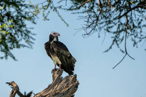 Botswana Vulture On Tree Wallpaper