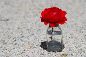 Bottled Red Rose Hd Wallpaper