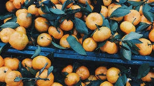 Bountiful Harvest Satsuma Fruit Wallpaper