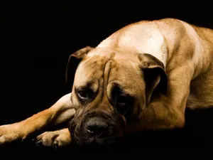 Boxer Dog Sad Black Wallpaper